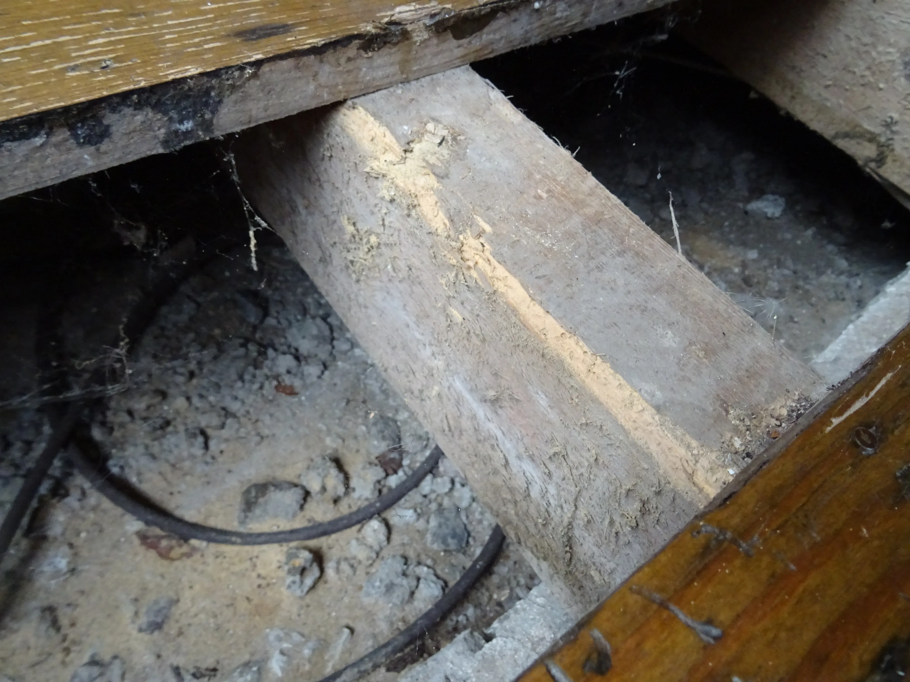 A floor joist under lifted boards, its surface eaten by woodworm